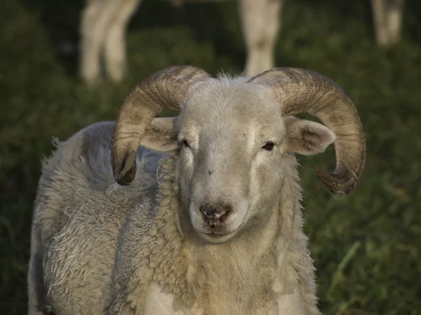 Sheeps — Stock Photo, Image