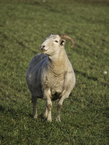 Sheeps — Stock Photo, Image