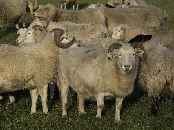 Sheeps — Stock Photo, Image