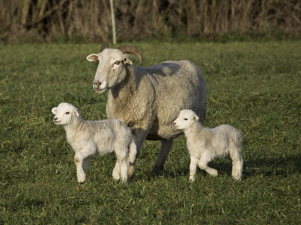 Sheeps — Stock Photo, Image