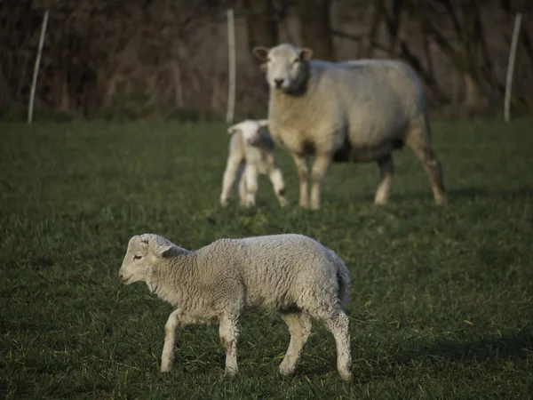 Sheeps — Stockfoto