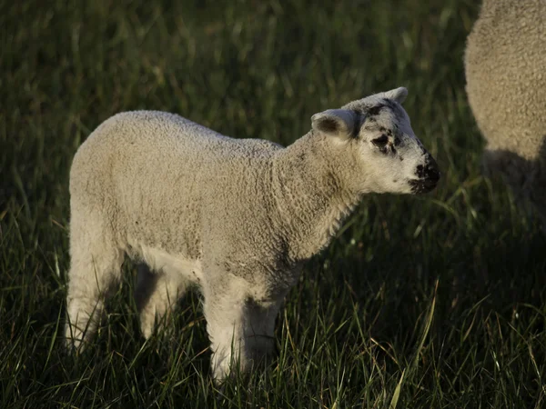 Sheeps — Stock Photo, Image