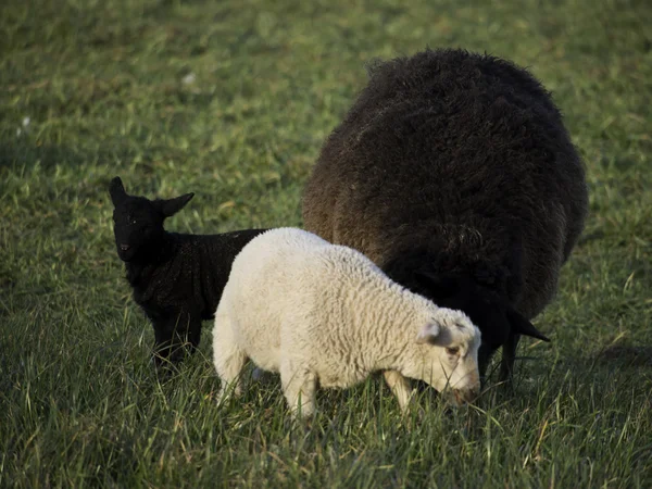 Sheeps — Stockfoto