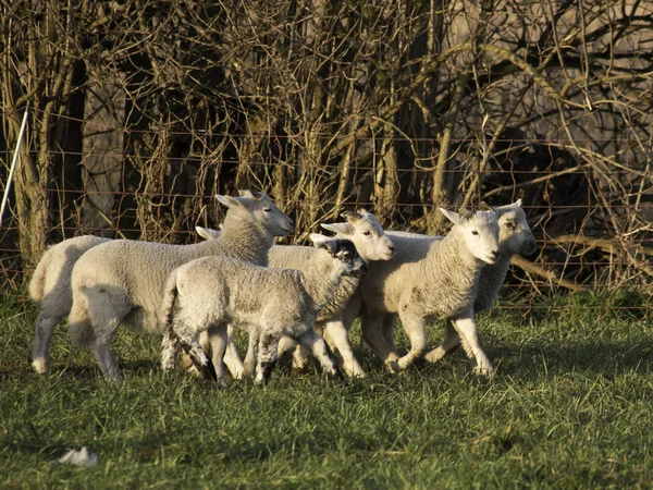 Fåren — Stockfoto