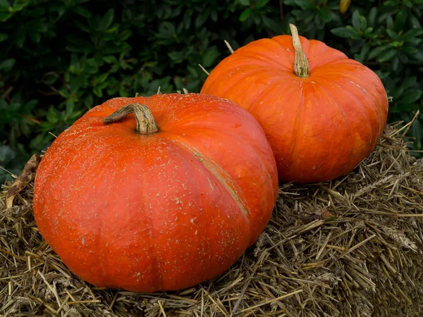 Pumpkins — Stock Photo, Image