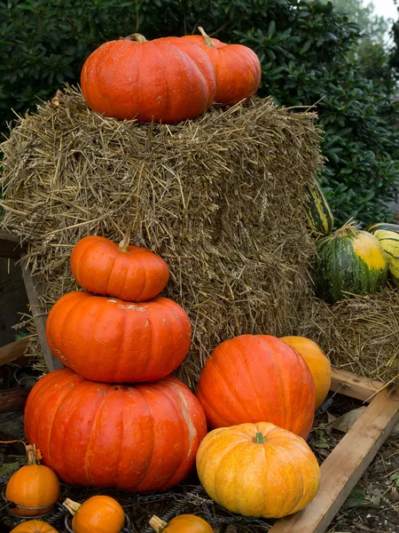 Pompoenen — Stockfoto