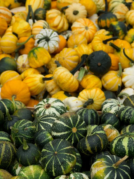 Pumpkins — Stock Photo, Image