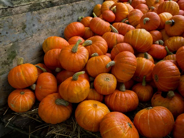 Calabazas —  Fotos de Stock