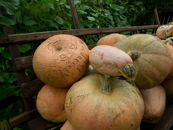 Pumpkins Royalty Free Stock Images