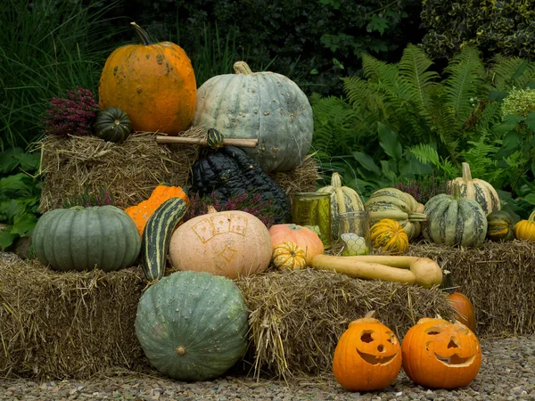 Calabazas —  Fotos de Stock