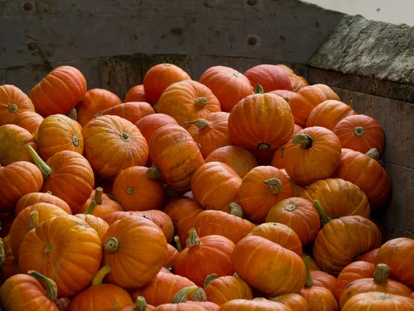 Pumpkins — Stock Photo, Image