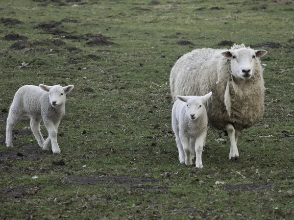 Sheeps — Stockfoto