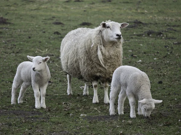 Sheeps — Stock Photo, Image