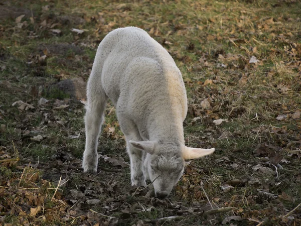 Fåren — Stockfoto