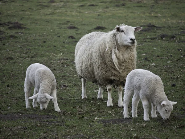 Sheeps — Stockfoto