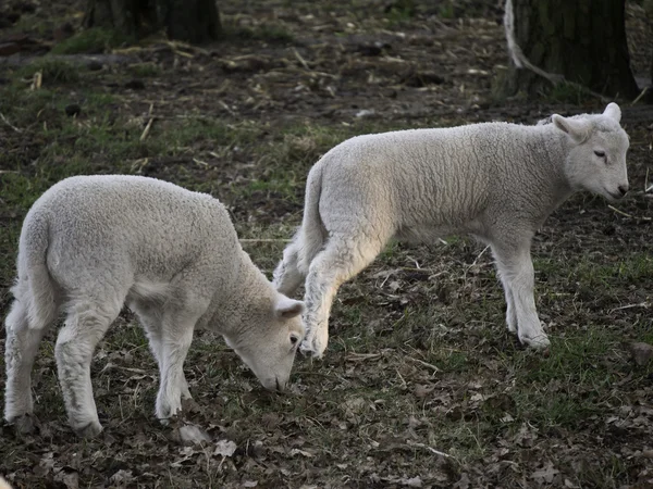 Fåren — Stockfoto