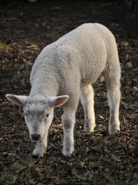 Sheeps — Stock Photo, Image