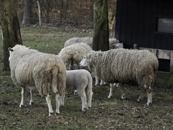 Schafe — Stockfoto