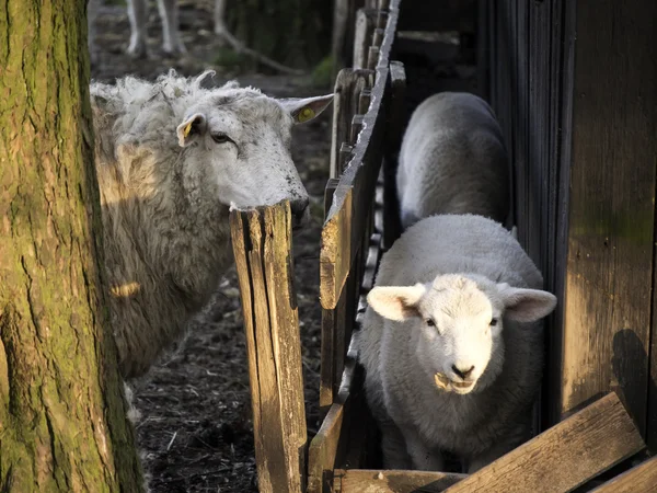 Sheeps — Stock Photo, Image