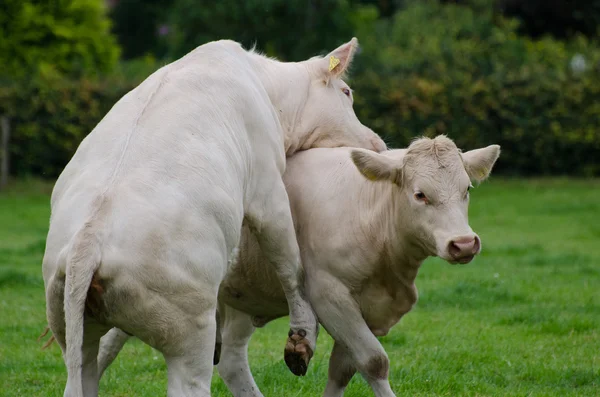 Lehmät — kuvapankkivalokuva