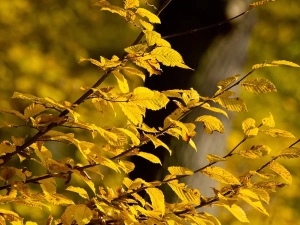 Autum no forrest — Fotografia de Stock