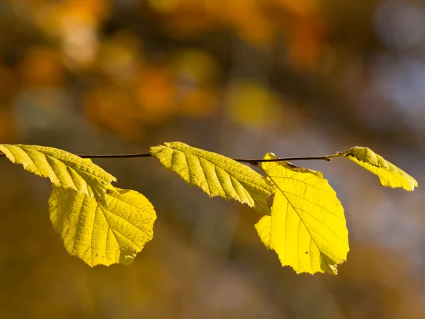 Autum in the forrest — Stock Photo, Image