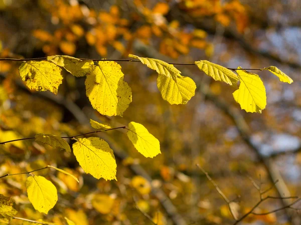 Autum in the forrest — Stock Photo, Image