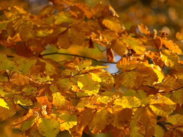 Autum no forrest — Fotografia de Stock