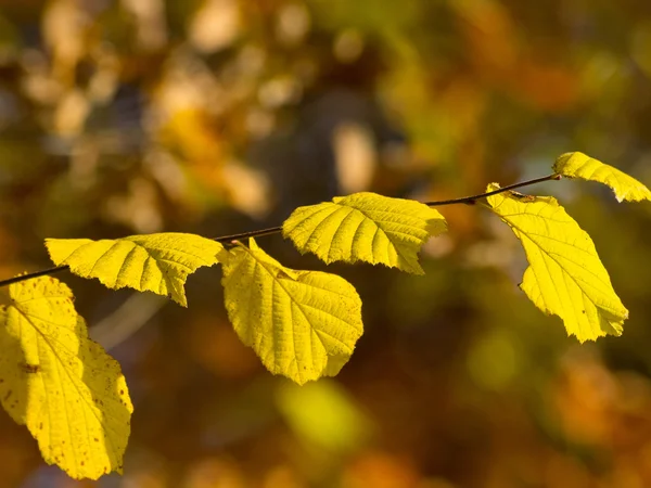 Autum no forrest — Fotografia de Stock