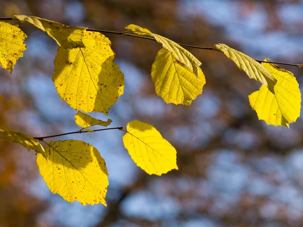 Autum no forrest — Fotografia de Stock