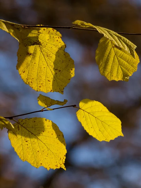 Autum no forrest — Fotografia de Stock