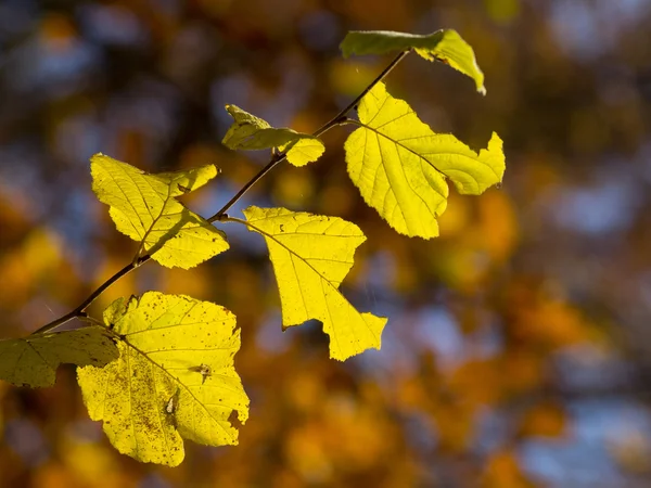 Autum in the forrest — Stock Photo, Image