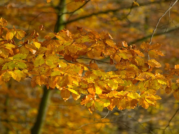 Autum no forrest — Fotografia de Stock