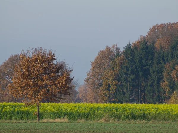 Autum μές στο δάσος — Φωτογραφία Αρχείου