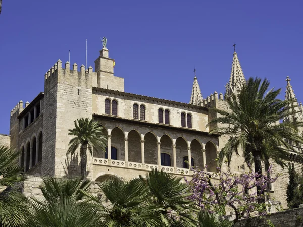 Bir Palma de mallorca — Stok fotoğraf