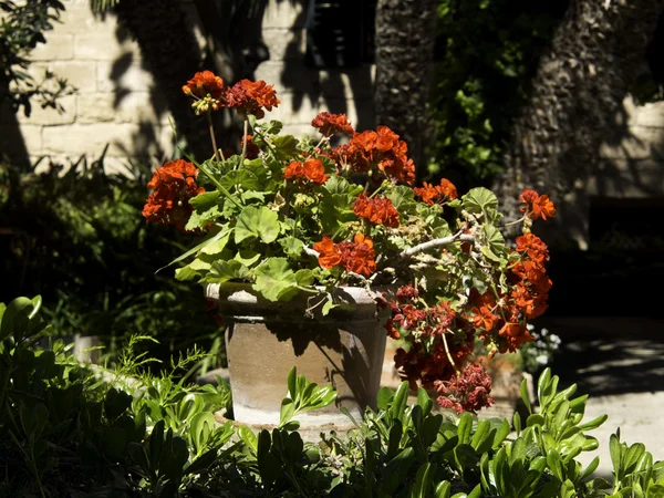 Giardini di Palma — Foto Stock
