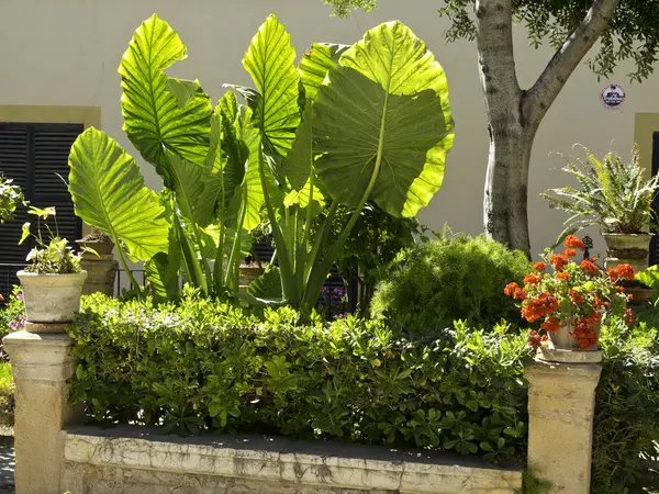 Palma trädgårdar — Stockfoto