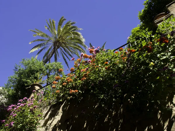 Palma jardins — Fotografia de Stock