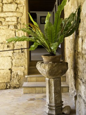 bir Palma de mallorca