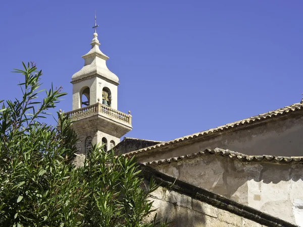 Bir Palma de mallorca — Stok fotoğraf