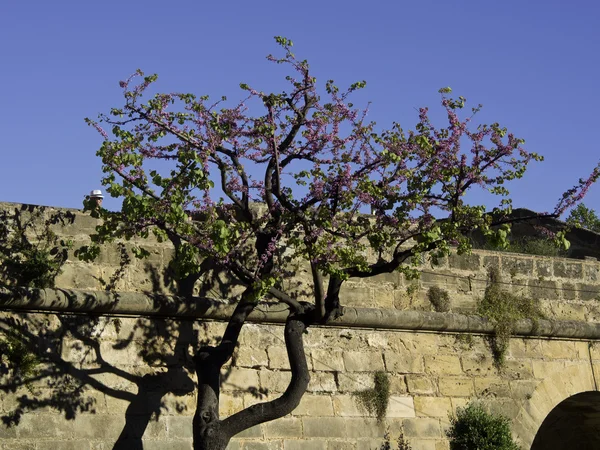 Mallorca — Stockfoto