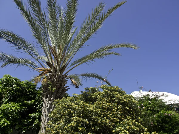 Tunis. — Fotografia de Stock