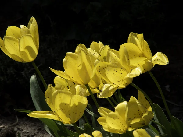 Tulipani — Foto Stock