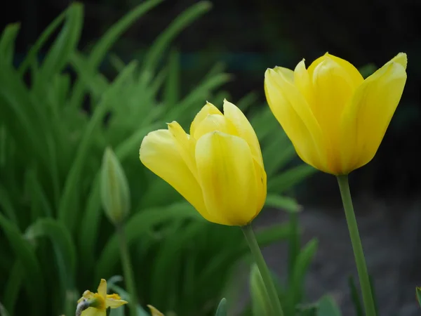 Tulipas — Fotografia de Stock