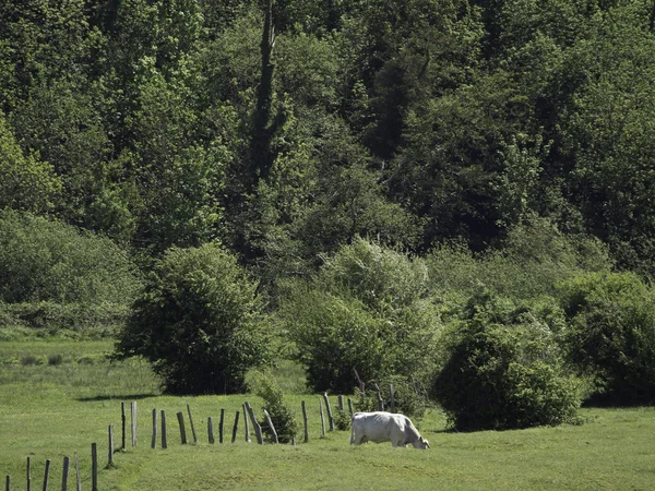 Rivier de seine — Stockfoto