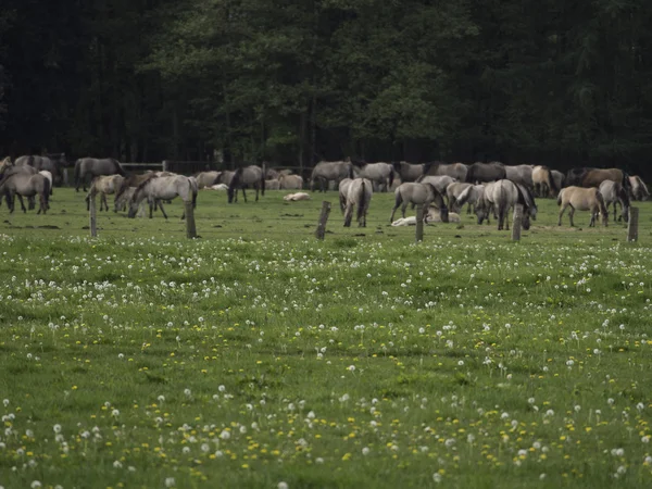 Wild horses — Stock Photo, Image