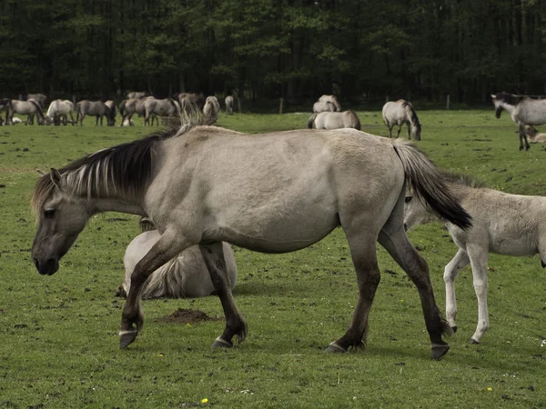 Caballos salvajes — Foto de Stock