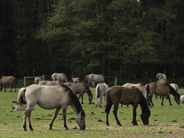 Cavalos selvagens — Fotografia de Stock