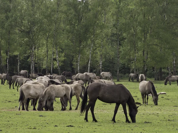 Caballos salvajes — Foto de Stock