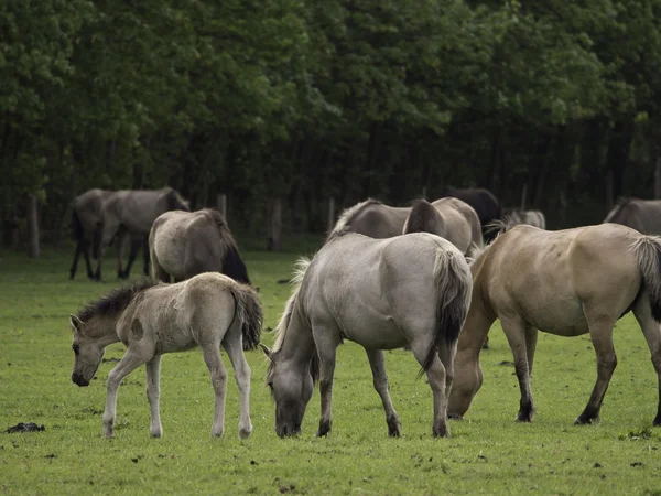 Caballos salvajes — Foto de Stock